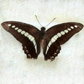 Common blue bottle Graphium sarpedon teredon.jpg